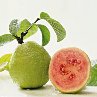 hương ổi