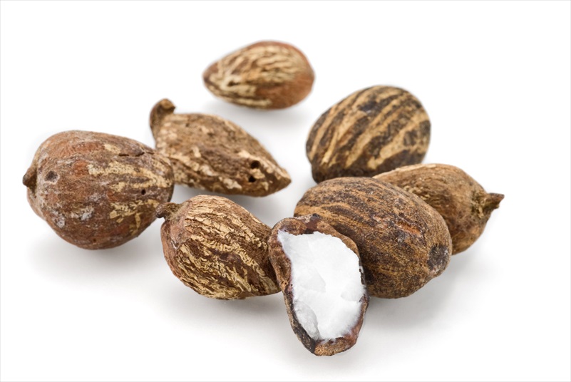 Hạt cây shea karite