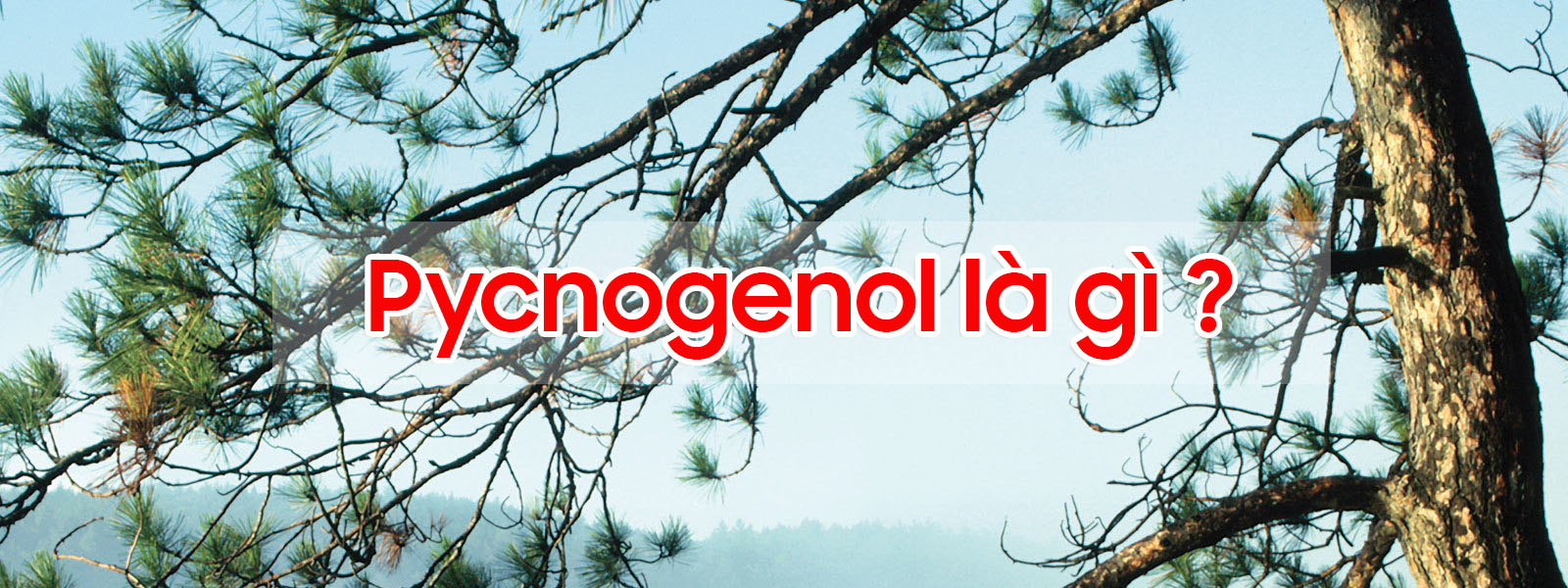 Pycnogel là gì?